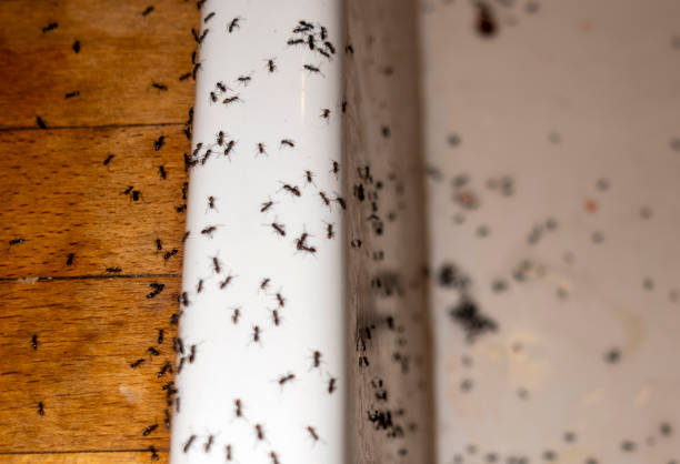 Best Termite Control Services  in Alpine, TX
