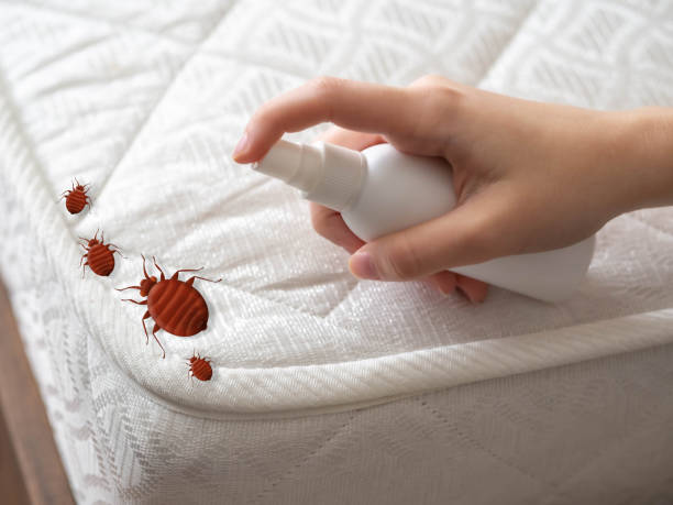 Best Spider Control Near Me  in Alpine, TX