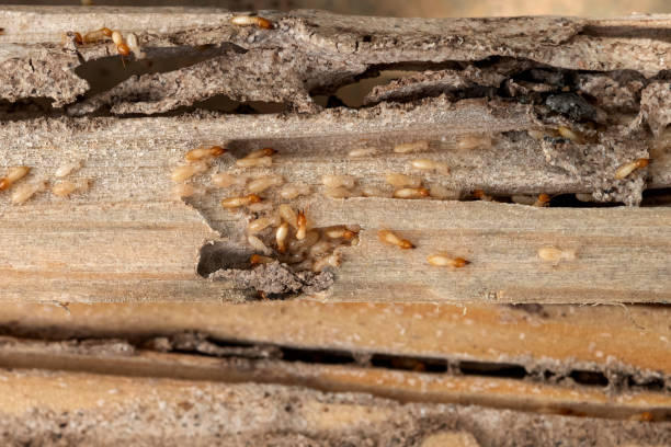 Best Wasp Removal Services  in Alpine, TX