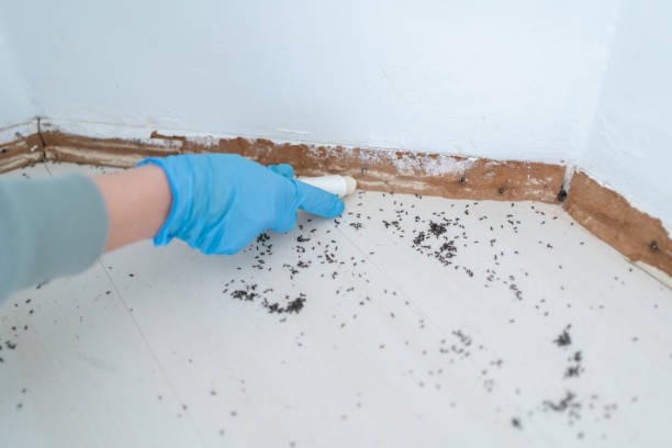 Best Wasp Removal Services  in Alpine, TX